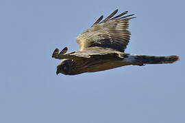 Hen Harrier