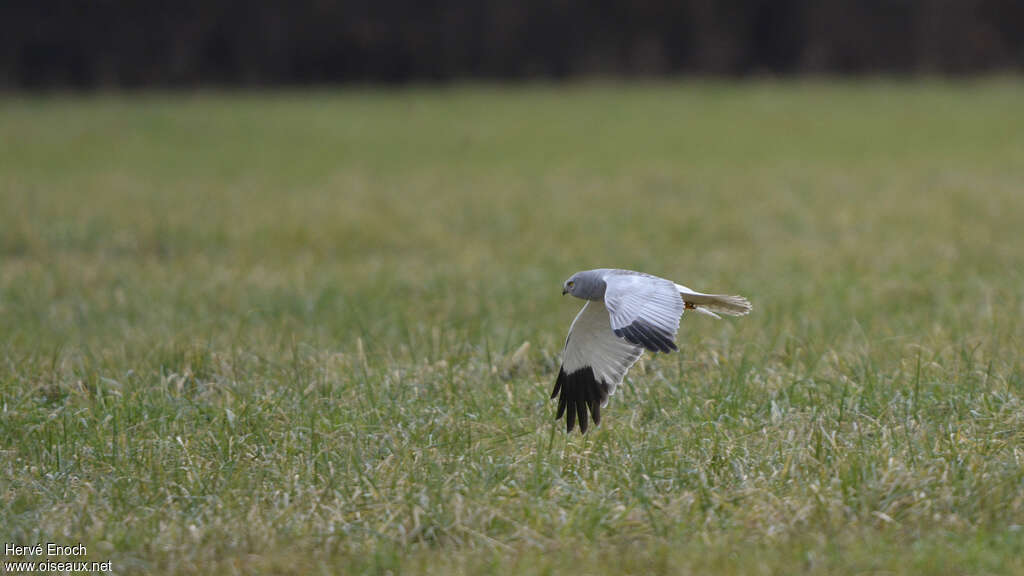 Hen Harrier male adult, Flight, fishing/hunting