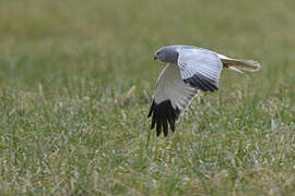 Hen Harrier