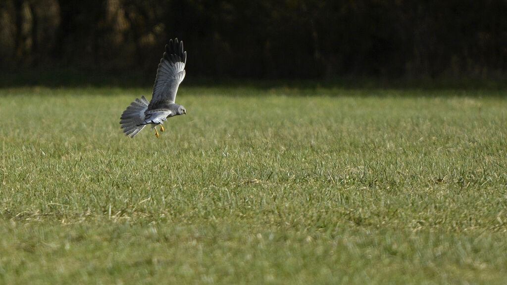 Hen Harrier male adult, Flight