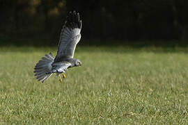 Hen Harrier