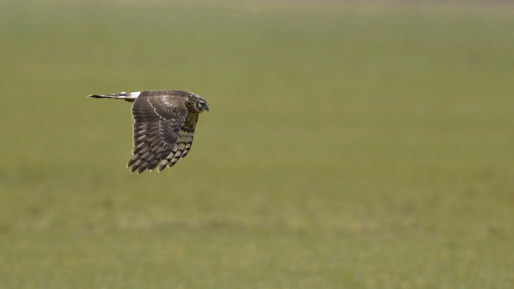 Hen Harrier female adult, Flight