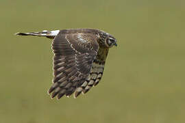 Hen Harrier