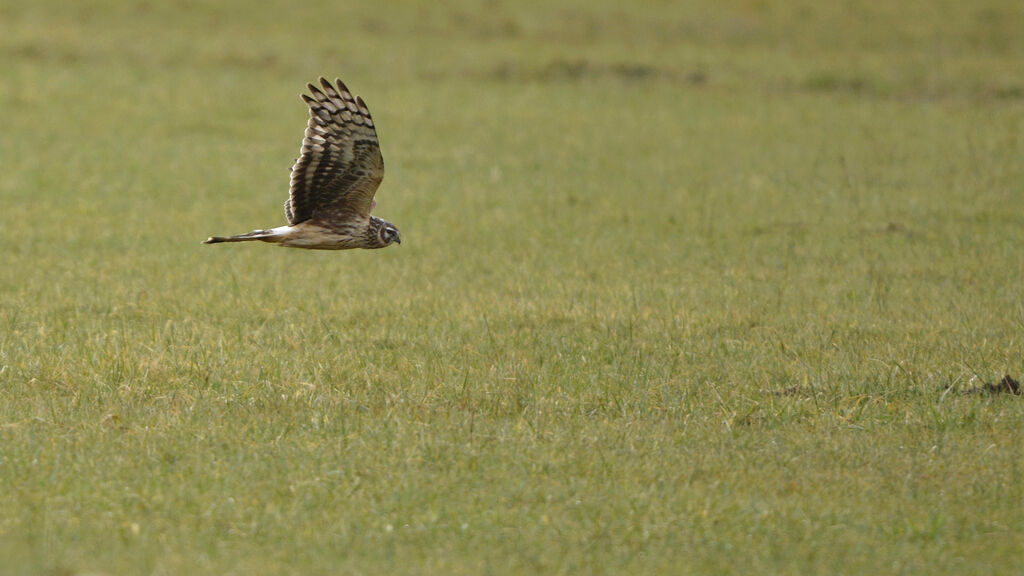 Hen Harrier female adult, identification, Flight