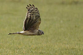 Hen Harrier