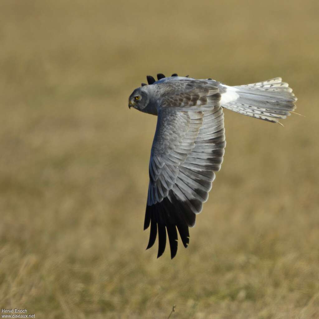 Hen Harrier male immature, Flight