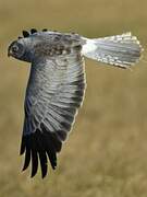 Hen Harrier