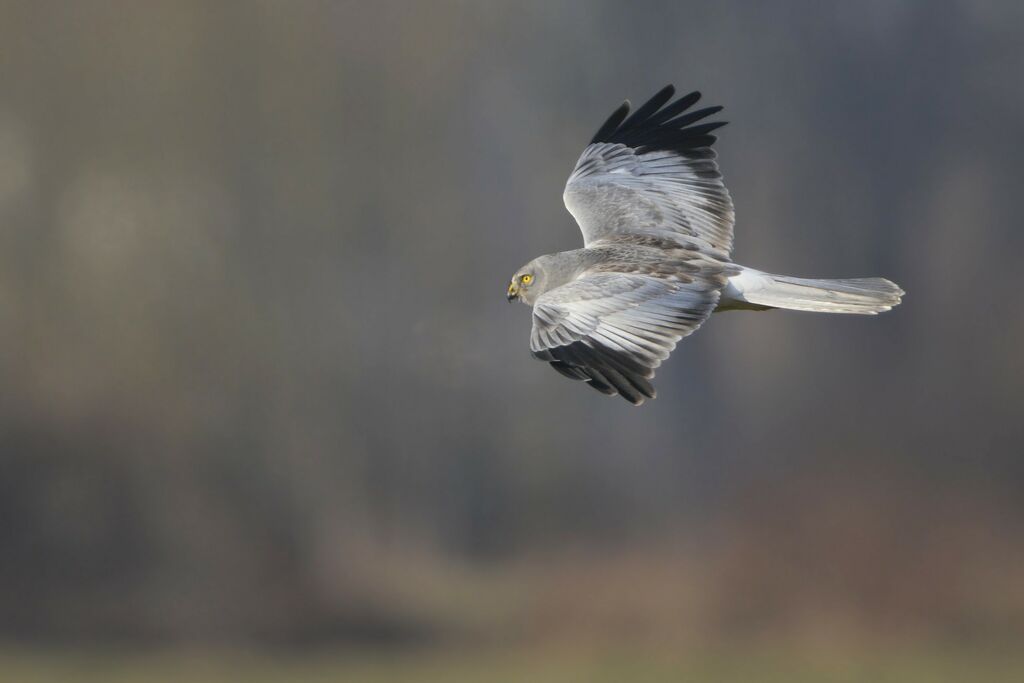 Hen Harrier male adult, identification