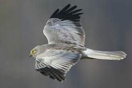 Hen Harrier