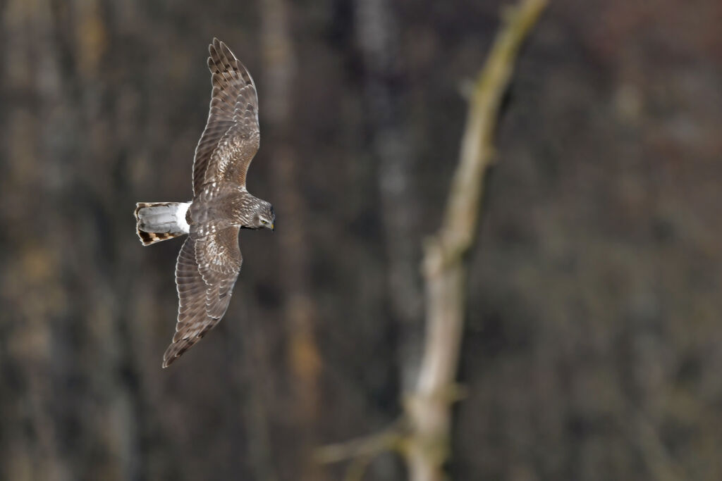 Hen Harrier male immature, identification