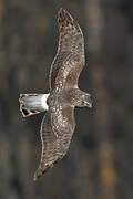 Hen Harrier