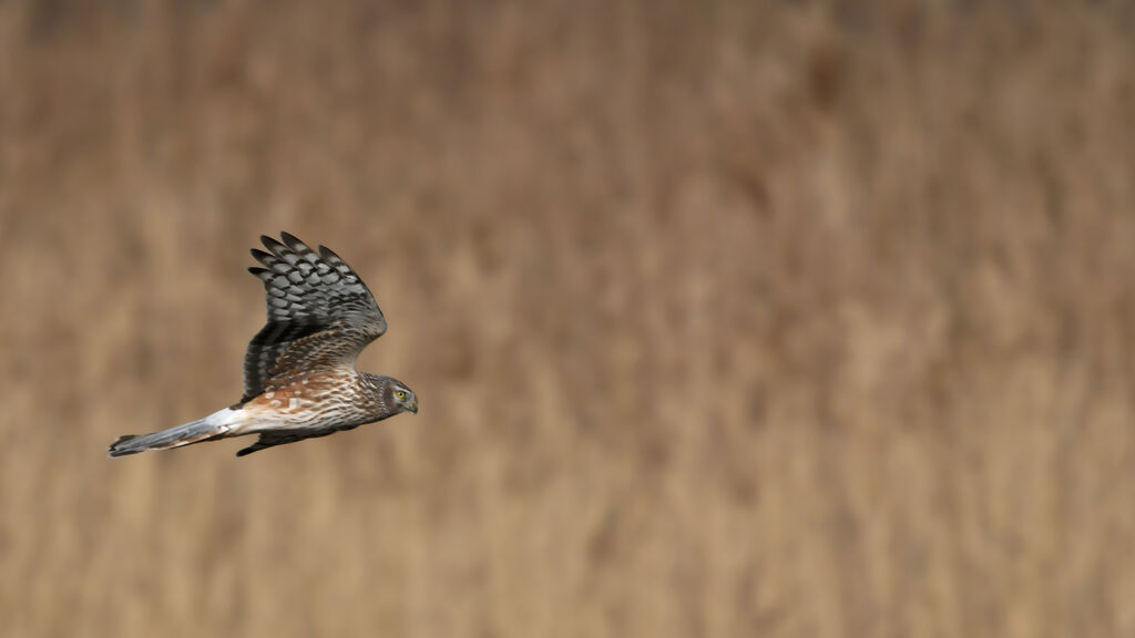 Hen Harrier male immature, identification