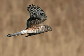 Hen Harrier