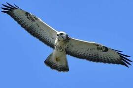 Common Buzzard