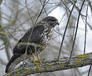 Buse variable