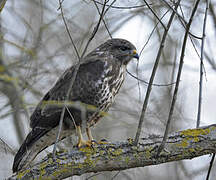 Common Buzzard