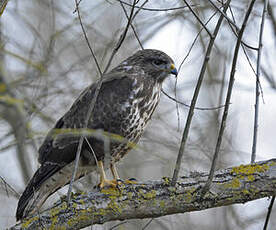 Buse variable