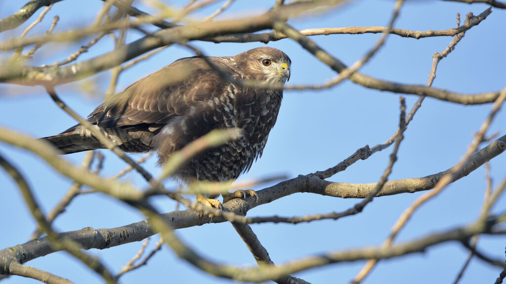 Buse variableadulte, identification