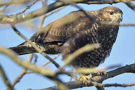 Common Buzzard