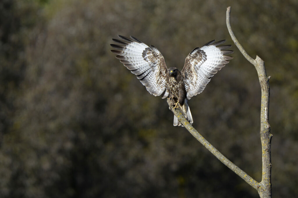 Buse variableadulte, identification