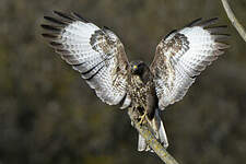 Buse variable