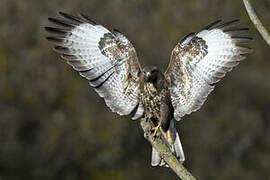 Common Buzzard