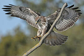 Common Buzzard