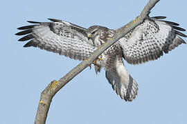 Common Buzzard