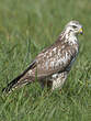 Buse variable