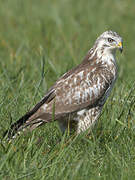 Common Buzzard