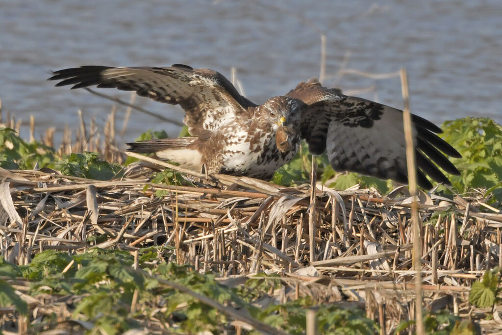 Buse variableadulte, pêche/chasse