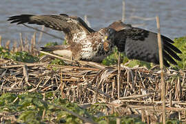 Common Buzzard