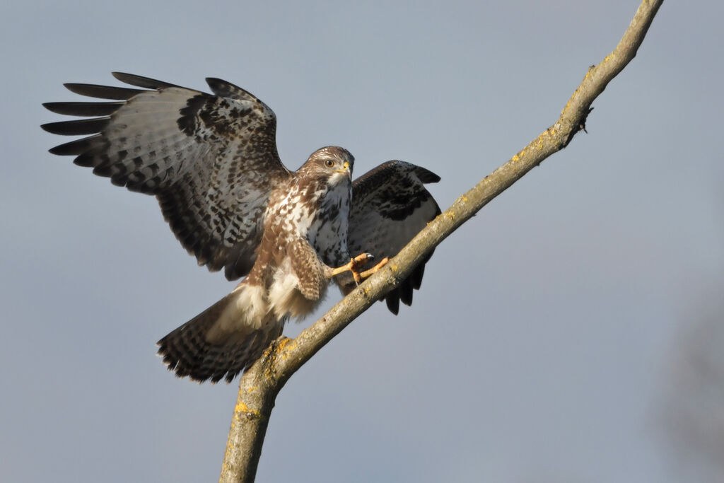 Buse variable, identification