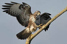 Buse variable