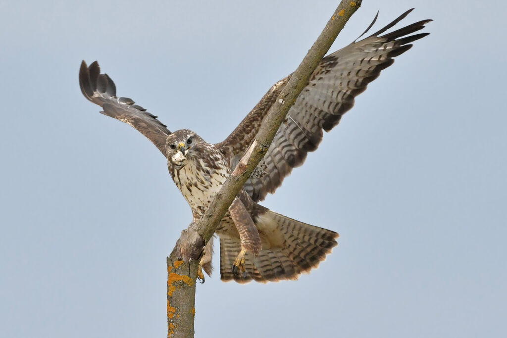 Common Buzzardjuvenile, feeding habits, fishing/hunting