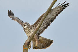 Common Buzzard