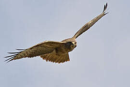 Common Buzzard