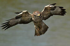 Buse variable