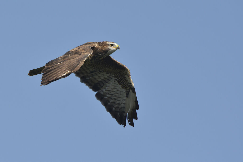 Common Buzzard, Flight