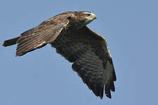 Buse variable