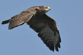 Common Buzzard