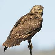 Common Buzzard