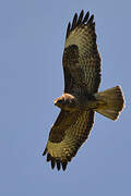 Buse variable