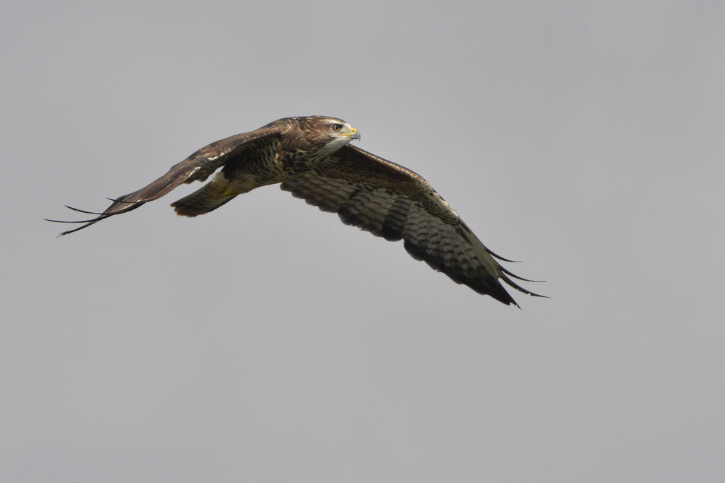 Common Buzzard, Flight