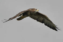 Common Buzzard