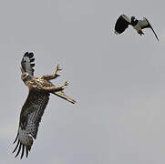 Common Buzzard