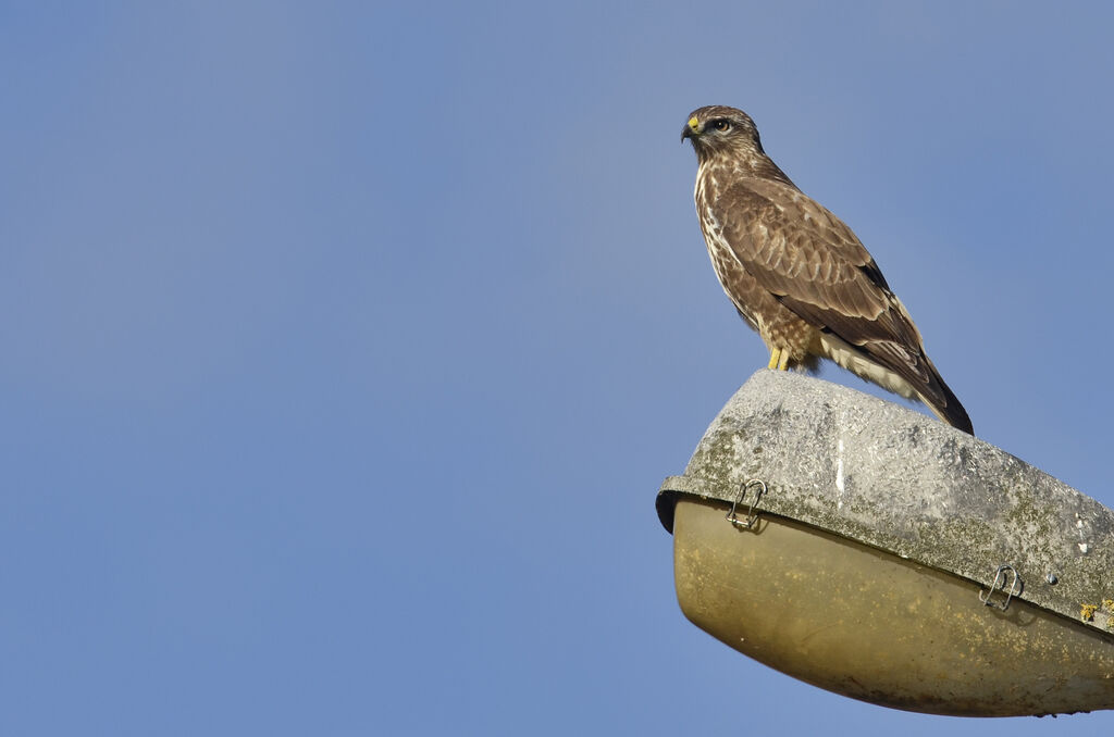 Common Buzzard