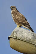 Common Buzzard