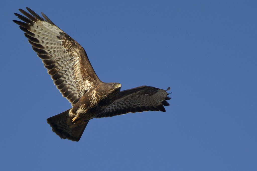 Common Buzzardadult, identification