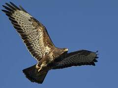 Common Buzzard